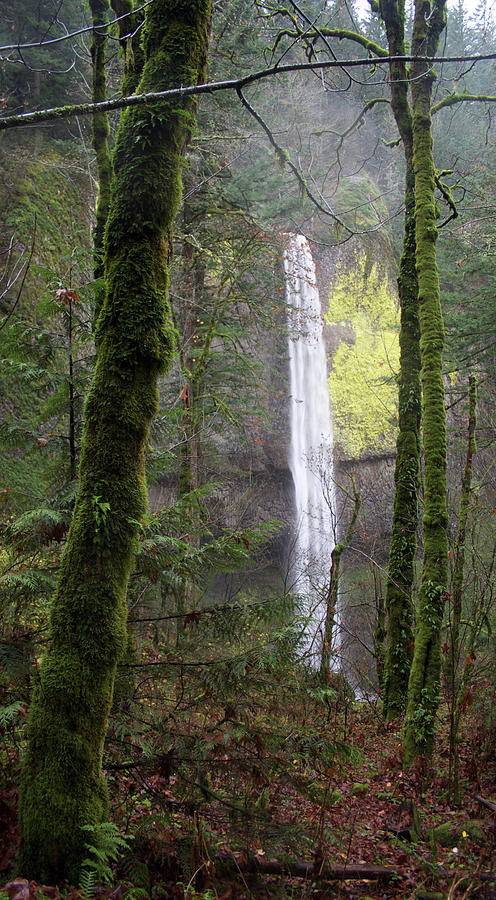 Latourell Rain Moss Photograph by Dylan Punke Latourell Rain Moss Photograph by Dylan Punke