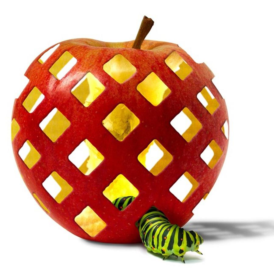 Fruit Photograph - Latticework #apple #caterpillar by David Asch