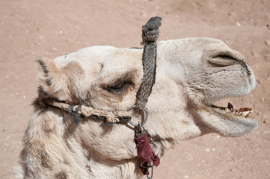 Laughing Camel Photograph by Roy Pedersen