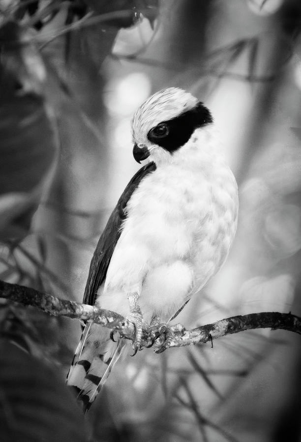 Laughing Falcon Costa Rica Bw Photograph