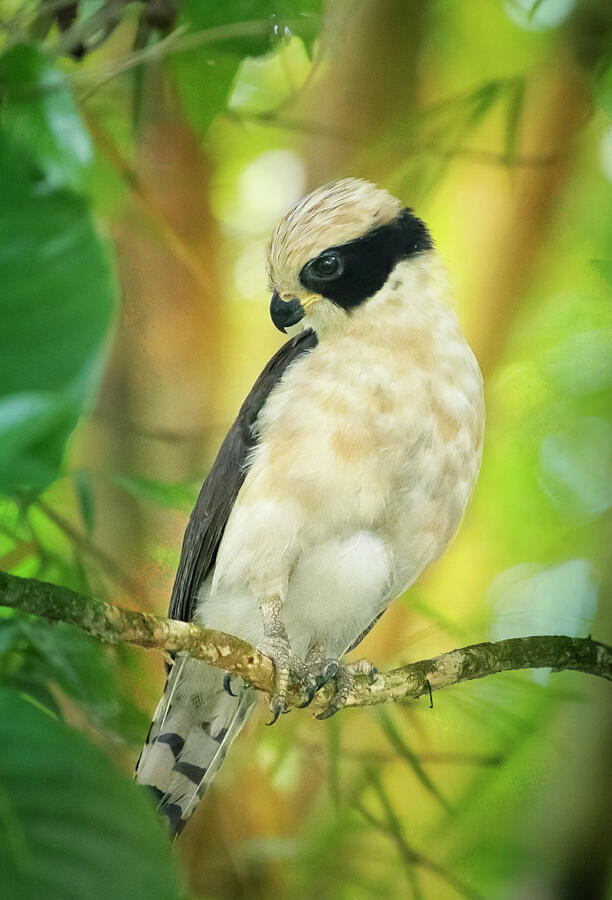 Laughing Falcon Costa Rica Photograph
