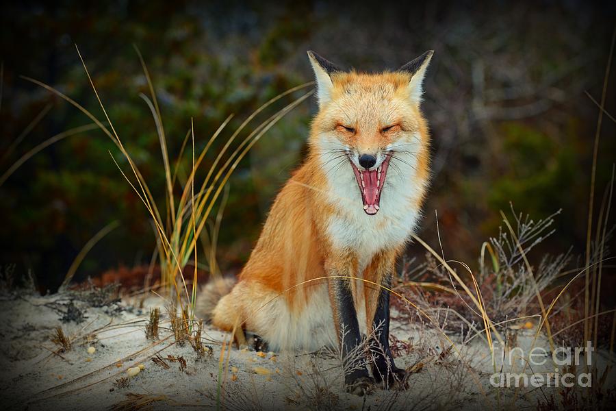 Laughing Fox Photograph by Paul Ward