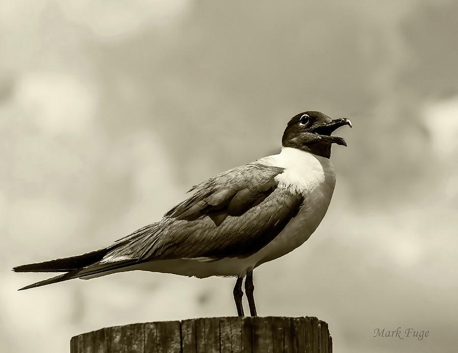 Bird Photograph - Laughing Gull - B - W by Mark Fuge