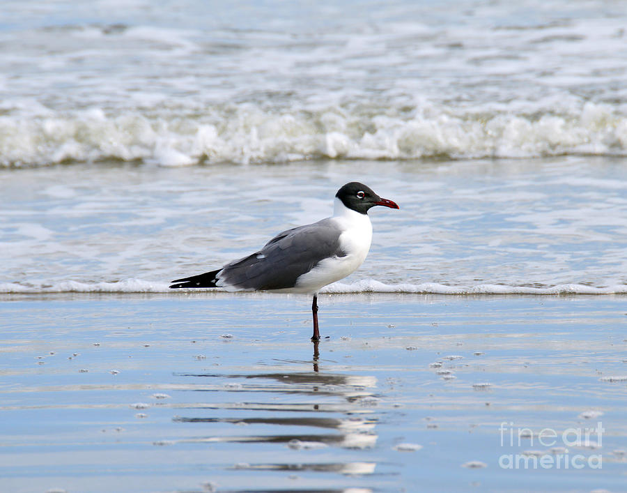 Laughing Gull Photograph by Catherine Sherman