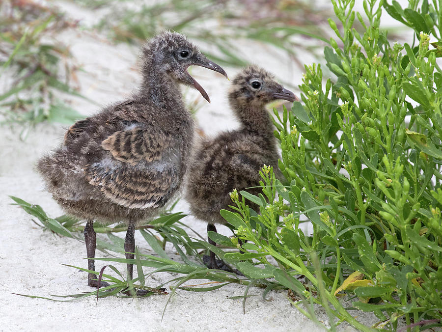 Laughing Gull Chicks Photograph by Art Cole