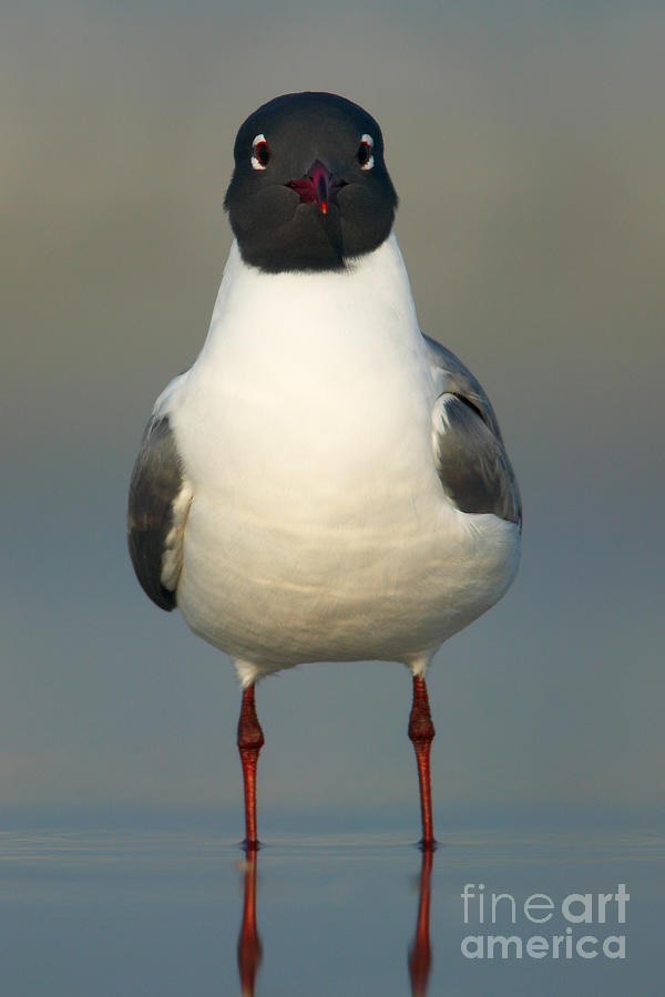 Laughing Gull Photograph by Clarence Holmes