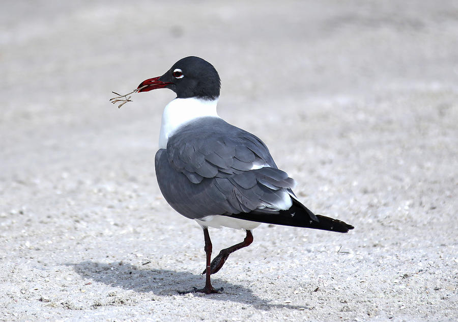 Laughing Gull Photograph by Elizabeth Winter
