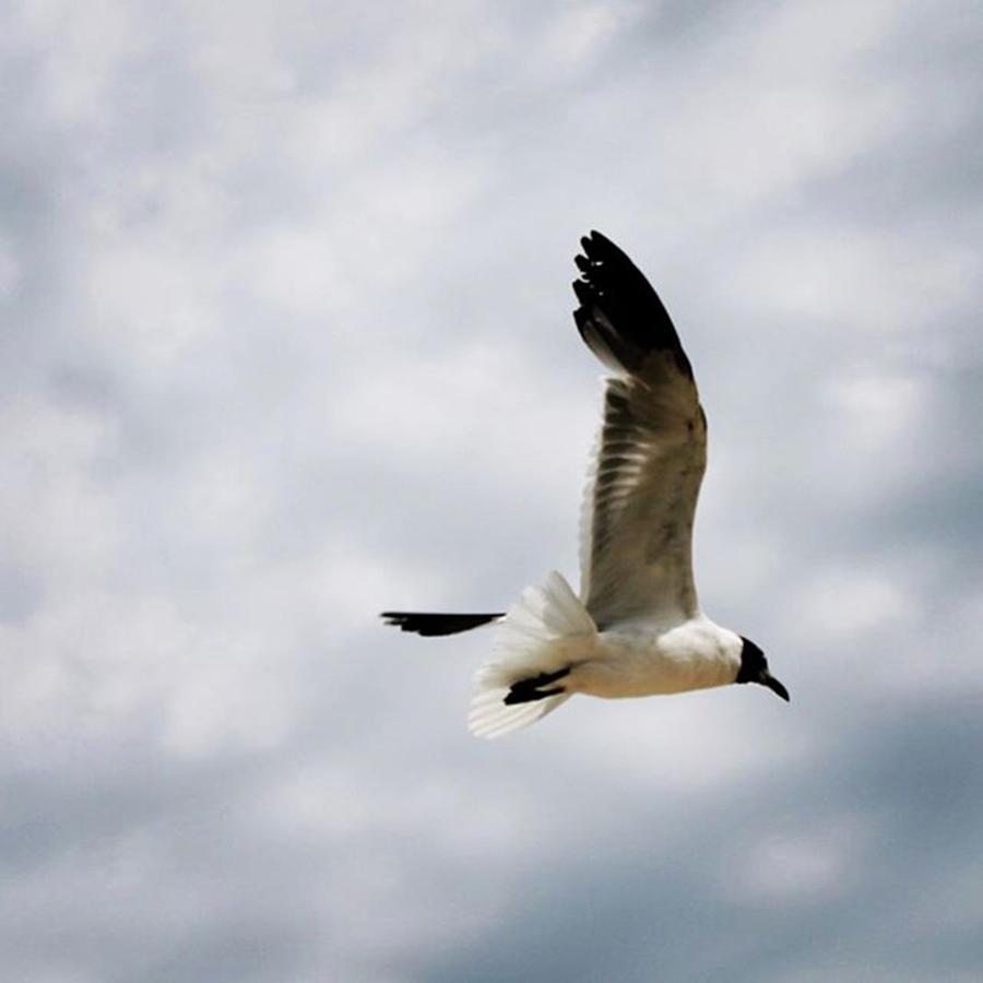 Animal Photograph - Laughing Gull In Flight by Justin Connor