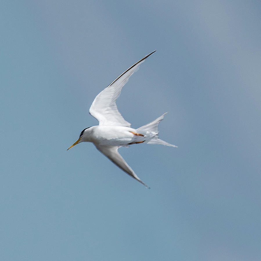 Laughing Gull In Flight Photograph by William Bitman