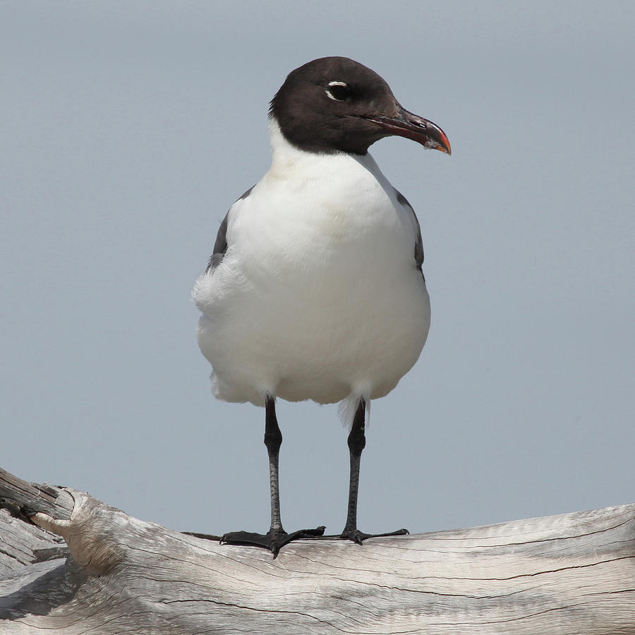 Laughing Gull Photograph by Joseph G Holland