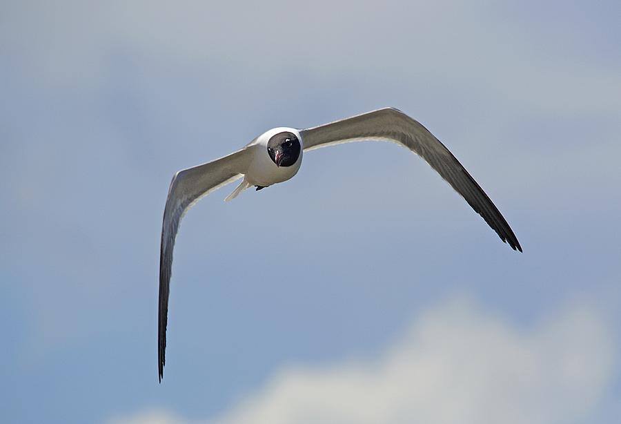 Laughing Gull Photograph by Kenneth Albin