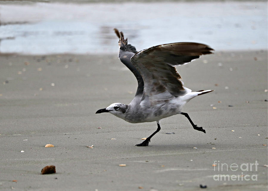 Laughing Gull Prepares For Flight Photograph