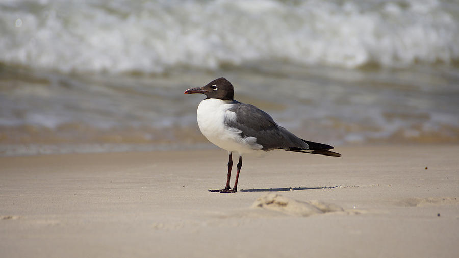 Laughing Gull Photograph by Sandy Keeton