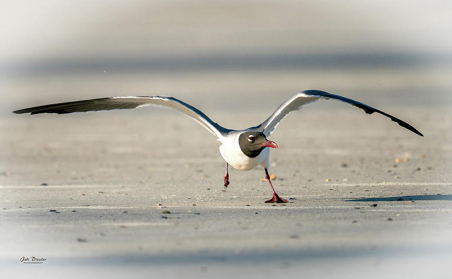Laughing Gull Take-off Photograph by Judi Dressler
