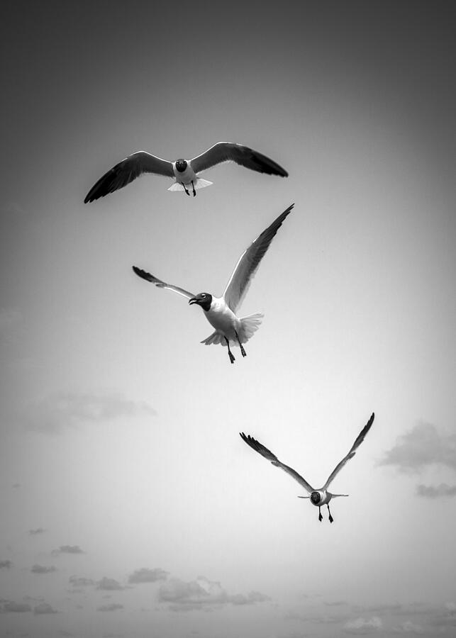 Laughing Gulls Photograph by Alexey Stiop