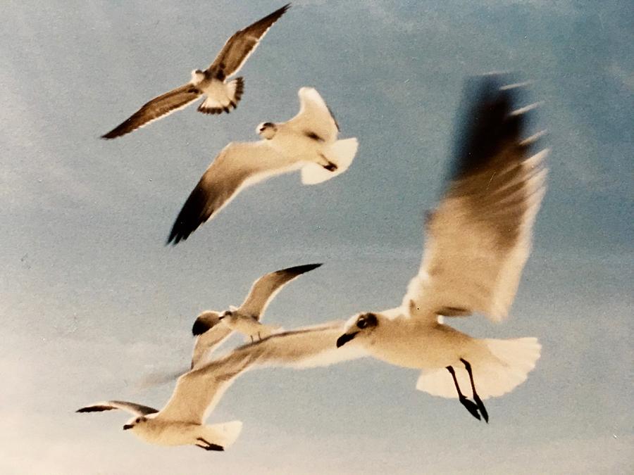 Laughing Gulls Gliding Photograph by Hella Buchheim