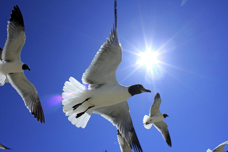Laughing gulls in flight Photograph by Gary Corbett