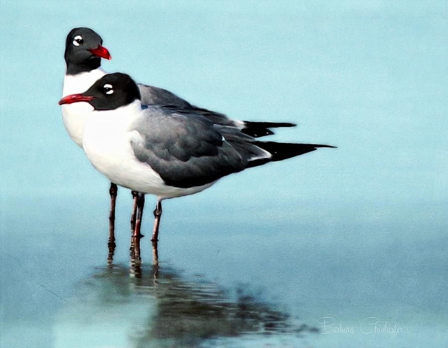 Laughing Gulls Tranquil Moment Photograph by Barbara Chichester