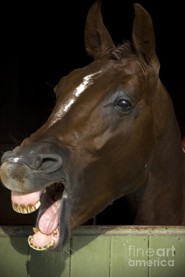 Laughing Horse Photograph by Karen Lewis