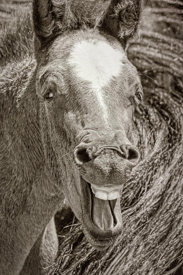 Laughing Horse Sepia Photograph by Jennie Marie Schell
