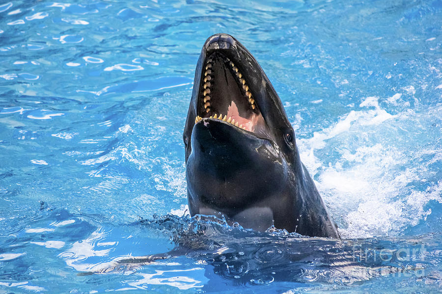 Laughing Killer Whale Photograph By Benny Marty