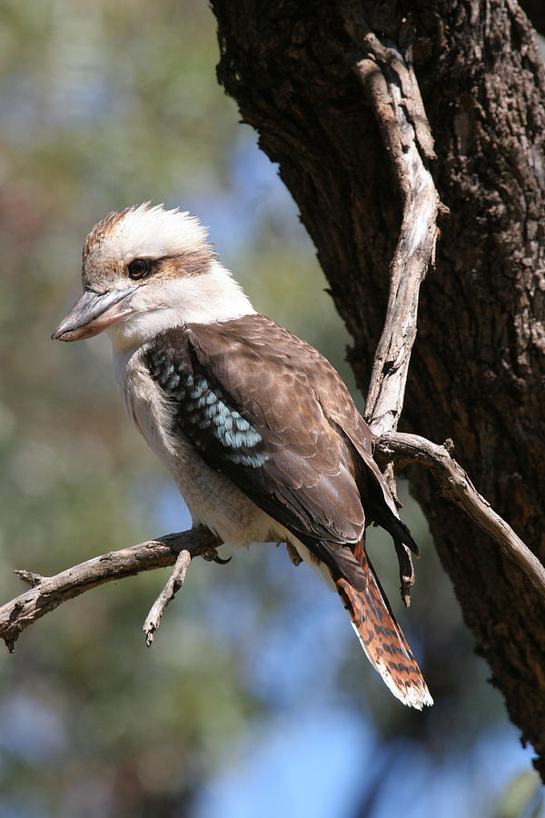 Laughing Kookaburra A Photograph by Tony Brown