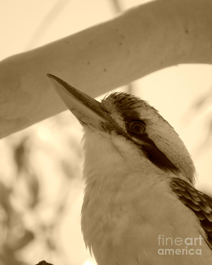 Feather Photograph - Laughing Kookaburra Sepia by Evie Hanlon