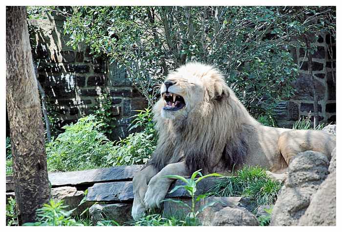 Laughing lion Photograph by Angel Claudio - Fine Art America