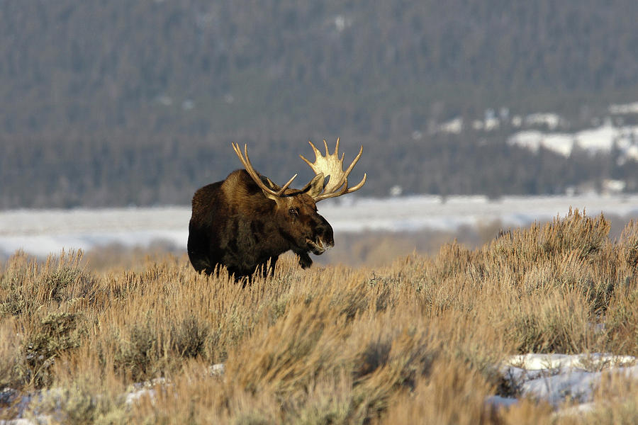 Laughing Moose Photograph by Ronnie And Frances Howard