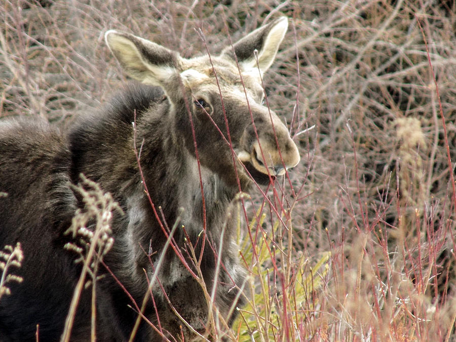 Moose Photograph by Tasker - Pixels