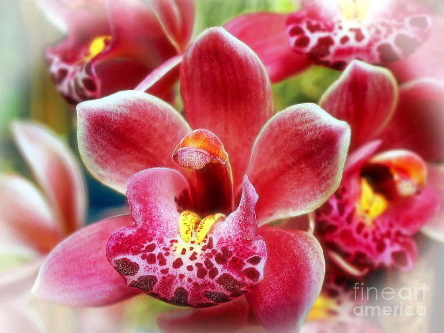 Orchid Photograph - Laughing Orchids by Sue Melvin