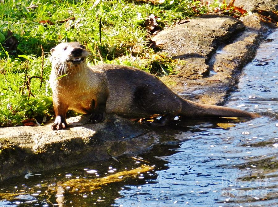 Laughing Otter Photograph by Snapshot Studio - Fine Art America