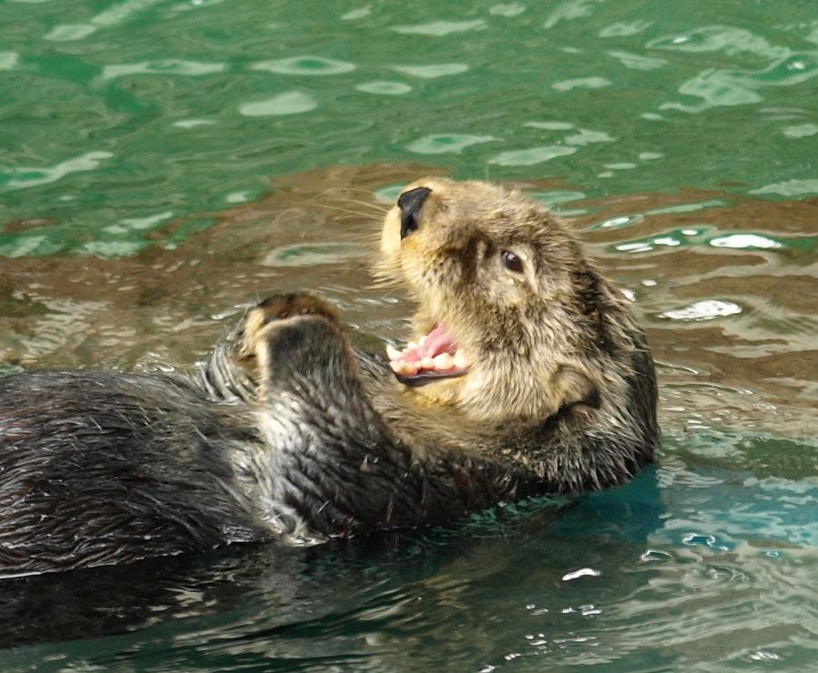 Laughing Otter Photograph by Terrie Stickle - Fine Art America