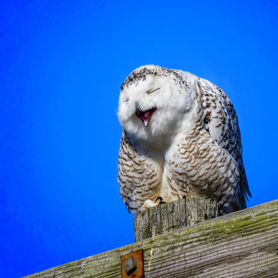 Laughing Snowy Owl  Photograph by LeeAnn McLaneGoetz McLaneGoetzStudioLLCcom