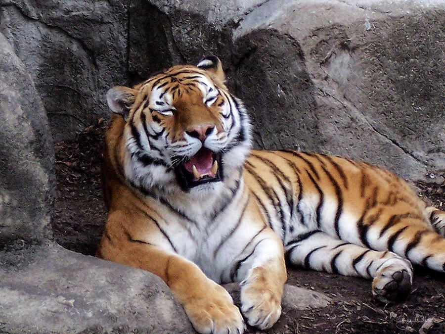 Image result for tiger laughing