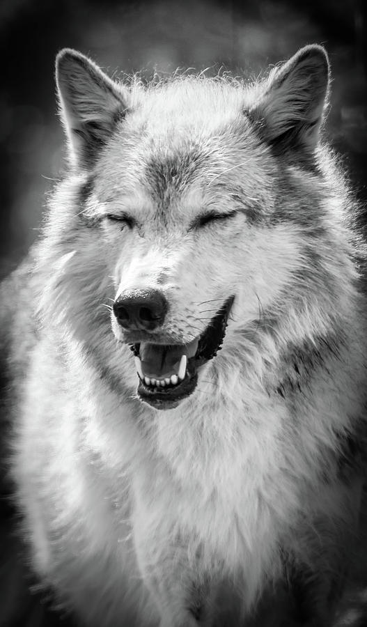 Laughing Wolf Photograph by Athena Mckinzie