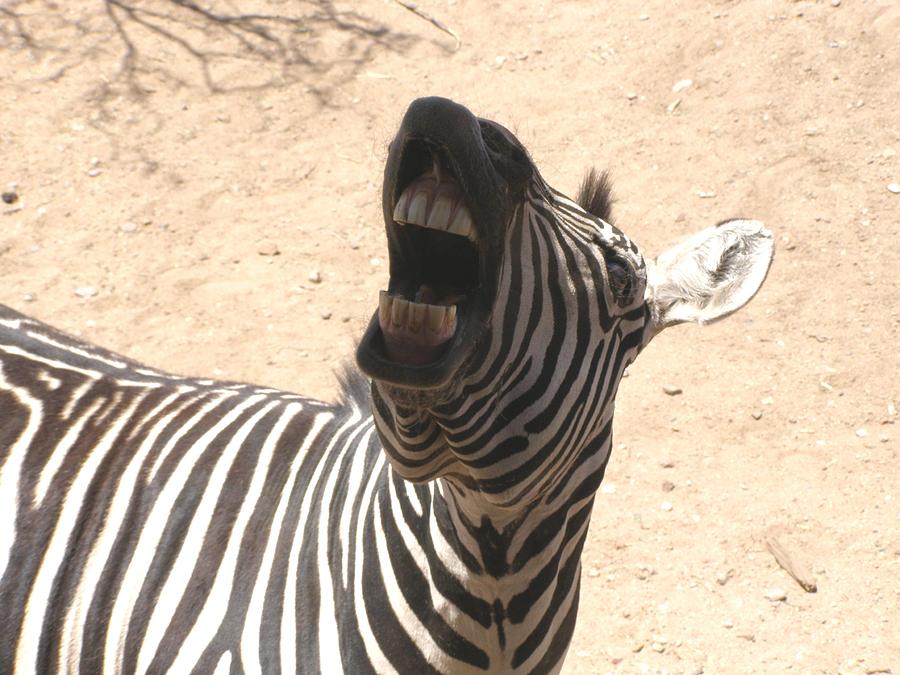 Laughing Zebra Photograph by Jeanette Oberholtzer
