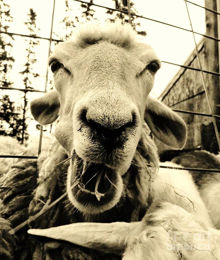 Sheep Photograph - Laughing Is My Favorite by Sugar Mountain Studio