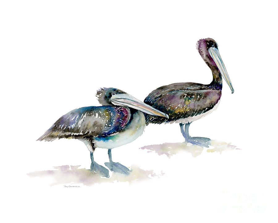 Pelican Painting - Laurel and Hardy, Brown Pelicans by Amy Kirkpatrick