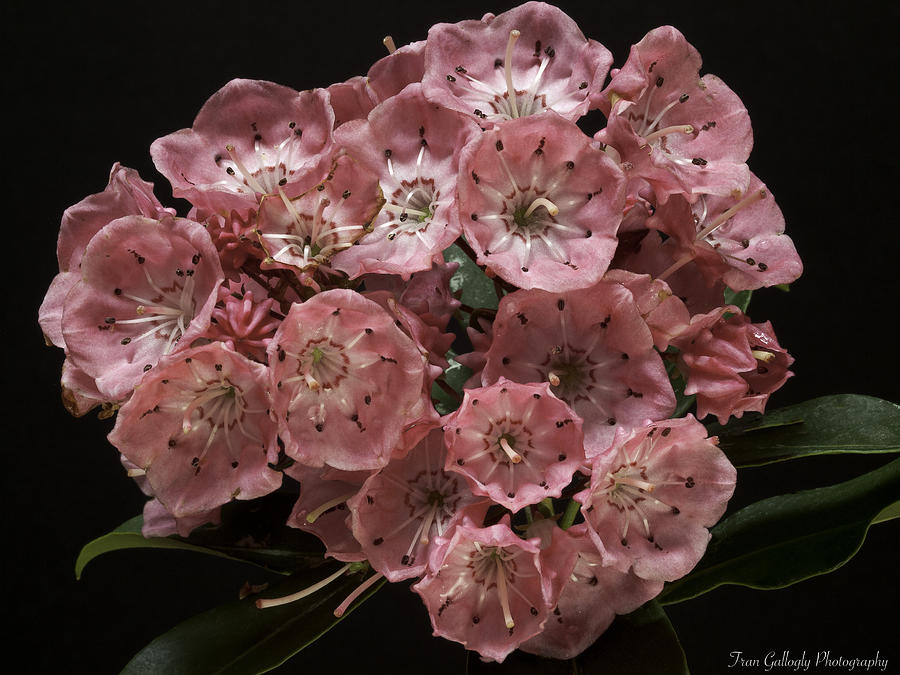 Flowers Still Life Photograph - Laurel by Fran Gallogly
