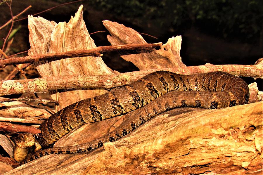 Laurel River Water Snake Photograph by Joshua Bales