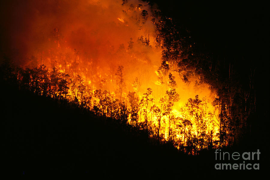 Lava Burning Forest Photograph by Greg Vaughn - Printscapes