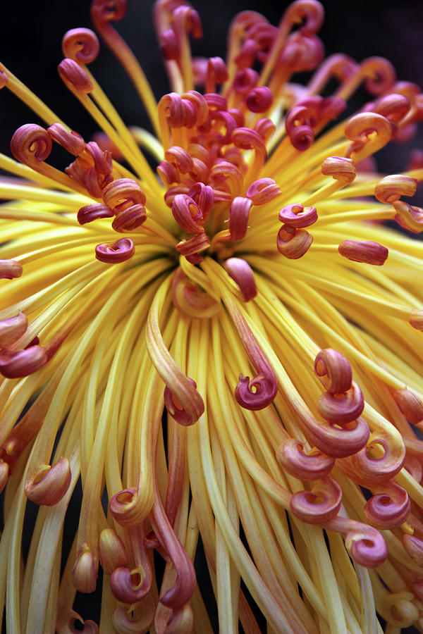 Lava Chrysanthemum II Photograph by Jessica Jenney