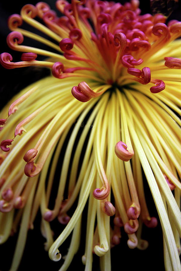 Lava Chrysanthemum Photograph by Jessica Jenney