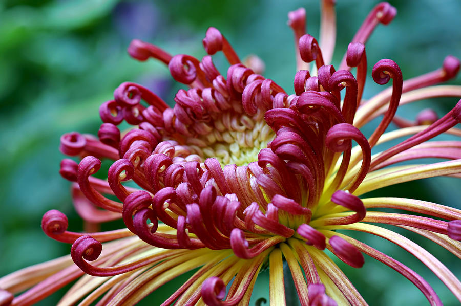 Flower Photograph - Lava Chrysanthemum by Nikolyn McDonald