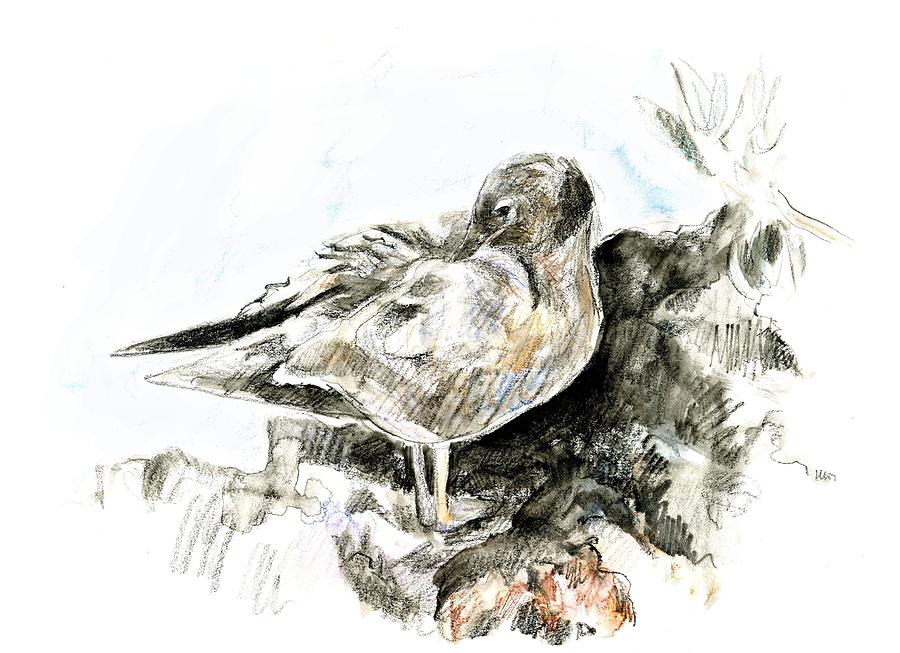 Lava Gull by Abby McBride Lava Gull by Abby McBride