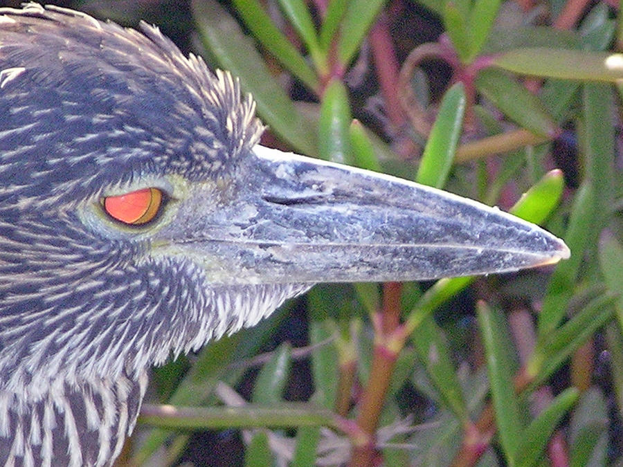 Bird Photograph - Lava Heron by Ladonna Idell Bird Photograph - Lava Heron by Ladonna Idell