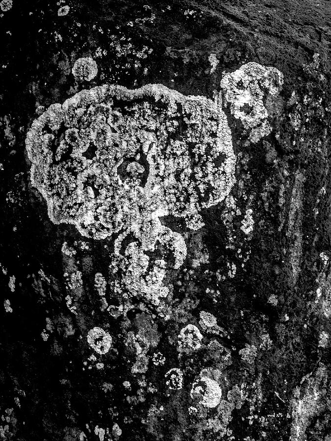 Lava Lichen Photograph by Alan Hart