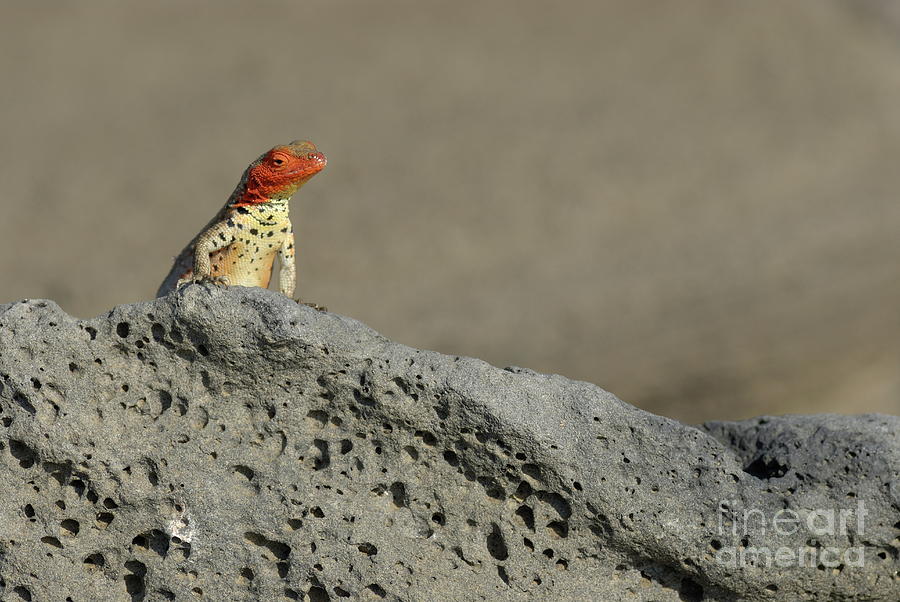 Lava Lizard on lava rock Photograph by Sami Sarkis Photography Lava Lizard on lava rock Photograph by Sami Sarkis Photography