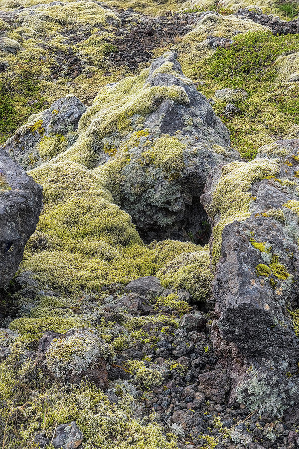 Lava Rocks And Moss Photograph by Tom Singleton
